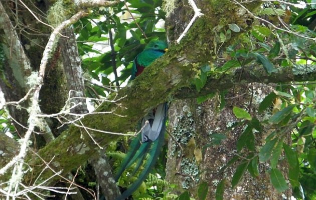 resplendent-quetzal-hiding