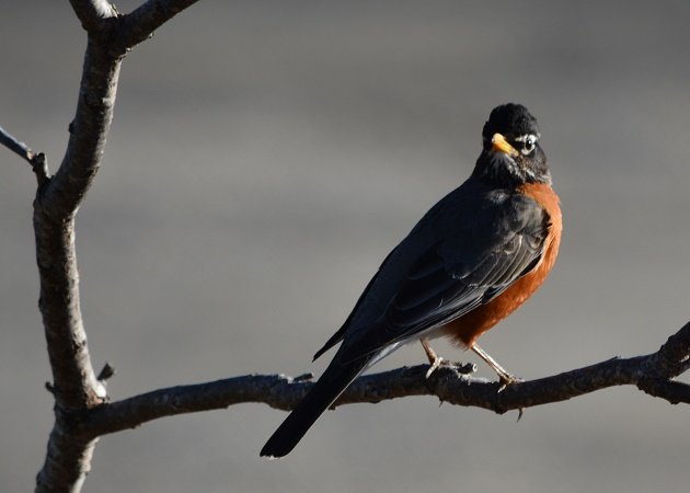 American Robin  National Geographic