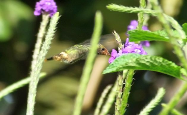 rufous-crested-coquette