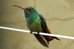 The Hummingbirds Out Back