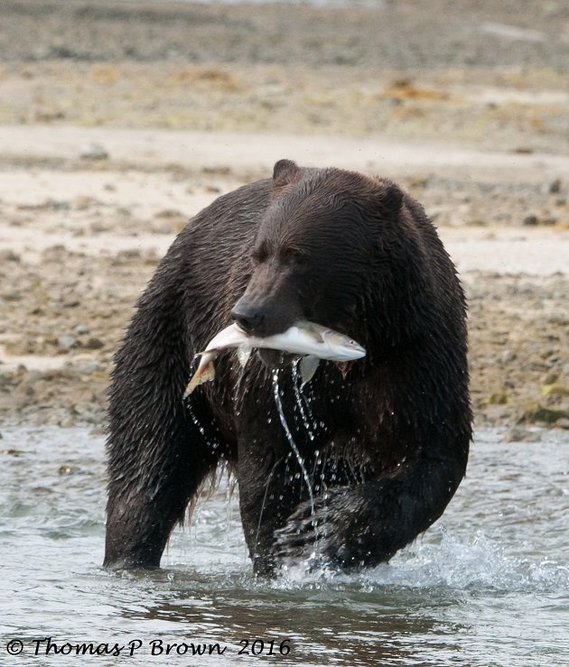 salmon-dinner-7