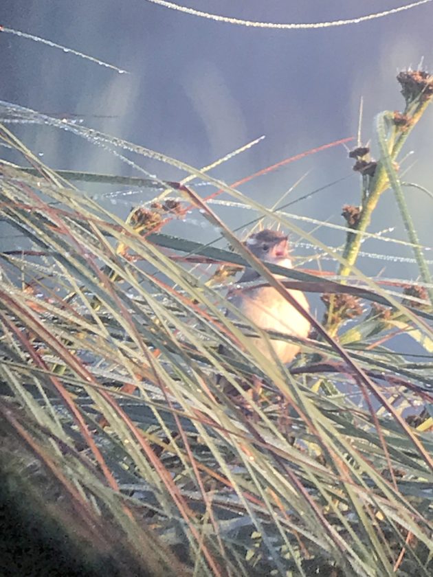 The rain in Spain stays mainly in the plain - 10,000 Birds