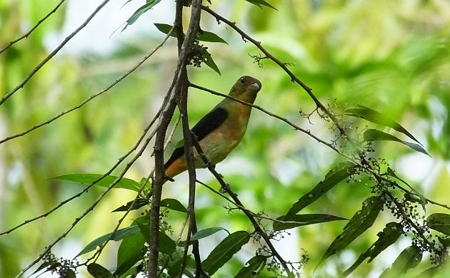 scarlet-tanager