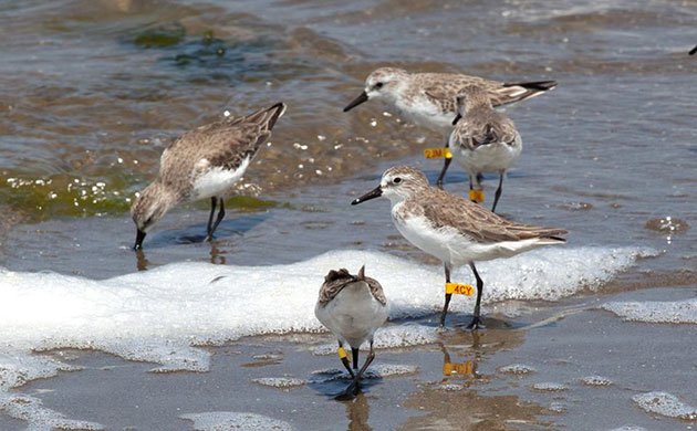 semipalmated Sandpiper banded in Peru