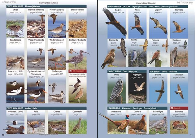 shorebirds-hawks-contents-630