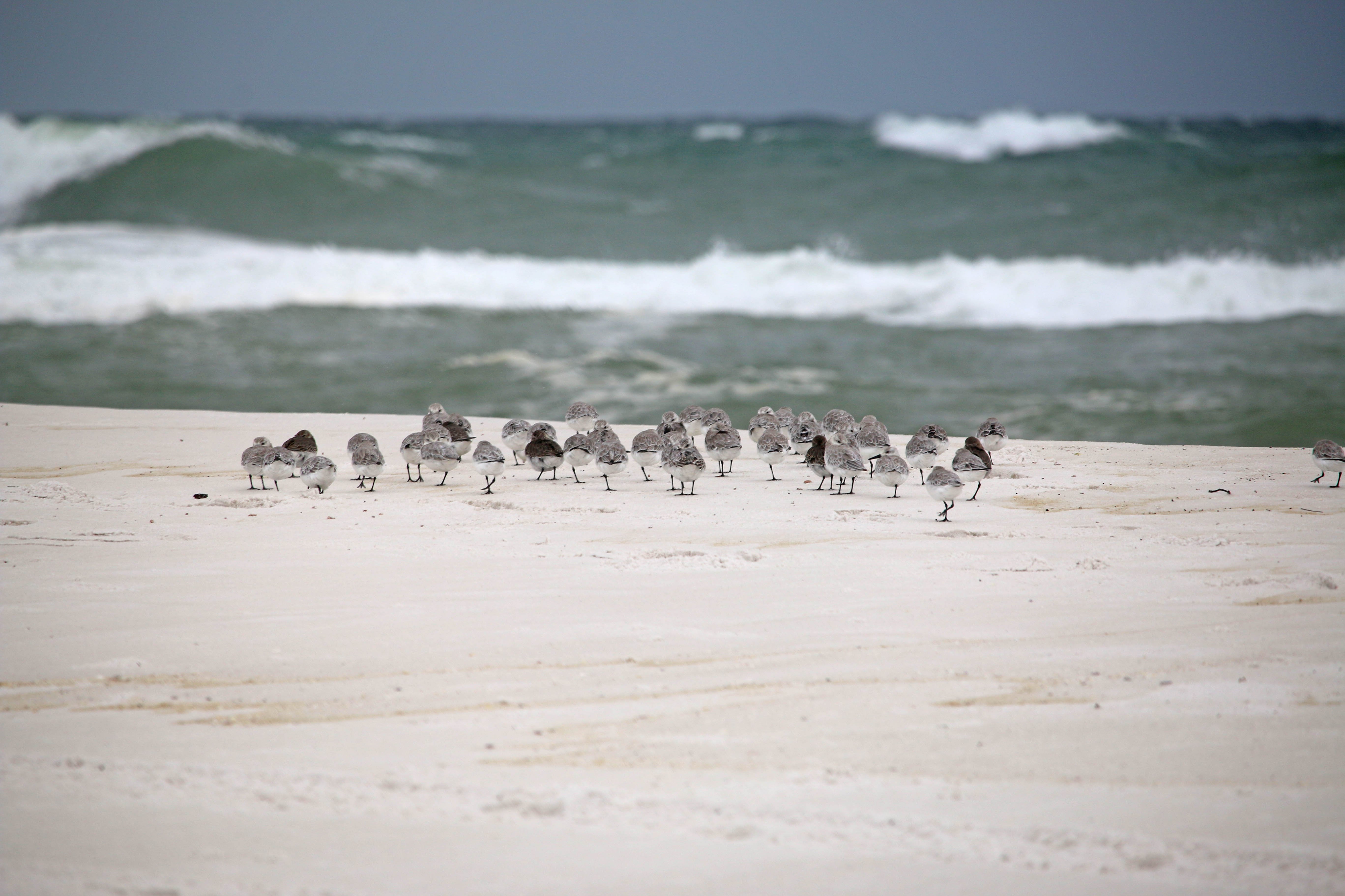 emerald coast, florida, birding, birds, storm