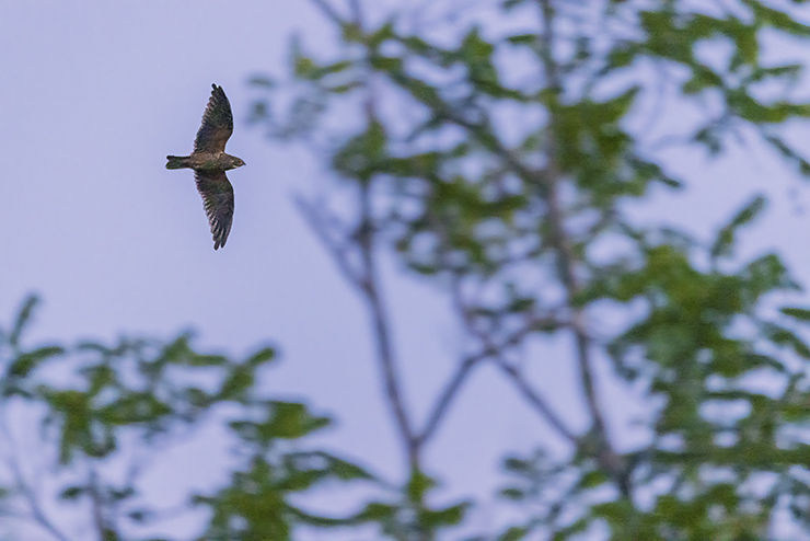 Animalstuffstore short-tailed-nighthawk-6486-2 Trinidad and its Trifectas – 10,000 Birds Bird  