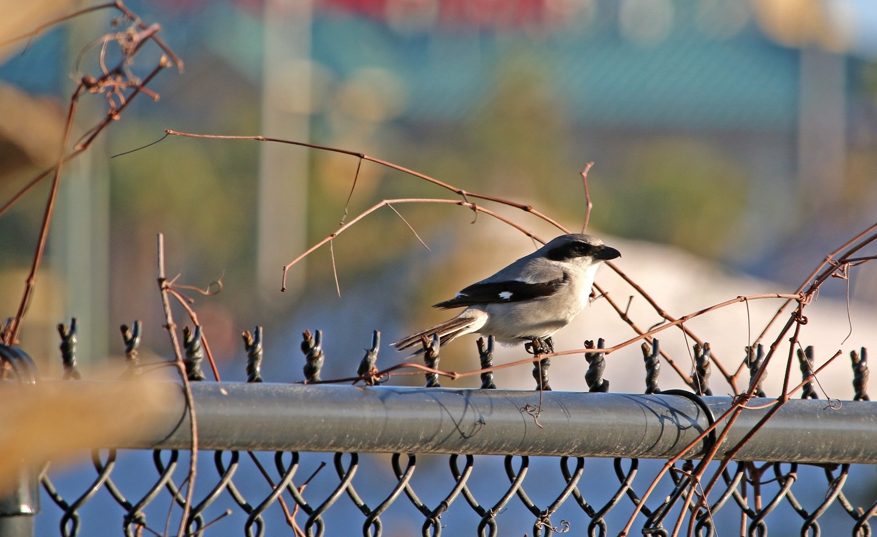 loggerhead shrike, nature, birding, florida