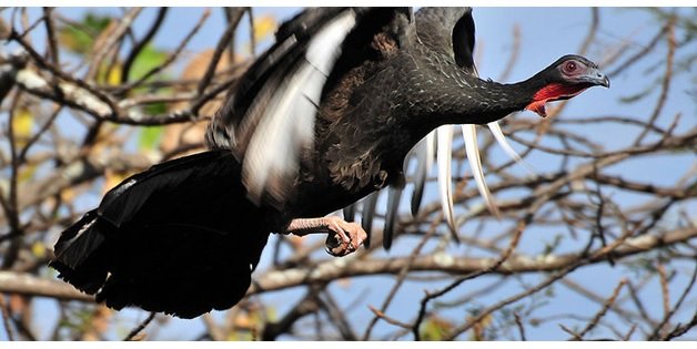 white winged guan - Rommel Gonzales