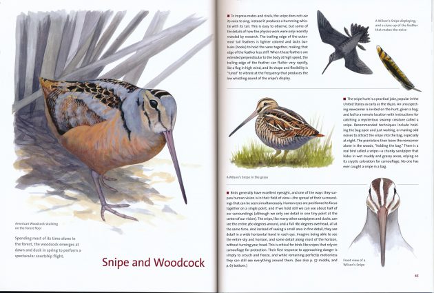 Atlantic Puffin print – Sibley Guides