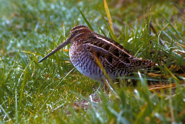 Snipe on grass