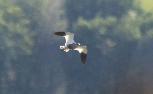 sociable-lapwing