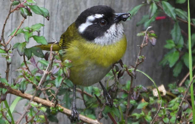 sooty-capped-chlorospingus