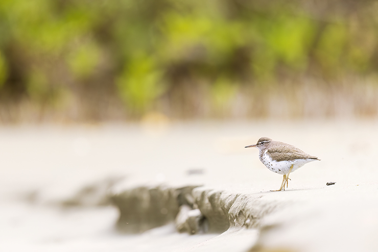 Animalstuffstore spotted-sandpiper-7205- Secrets and techniques of the Swamps – 10,000 Birds Bird  