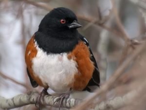 spottedtowhee