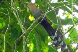 Common Hedgerow Birds of Costa Rica