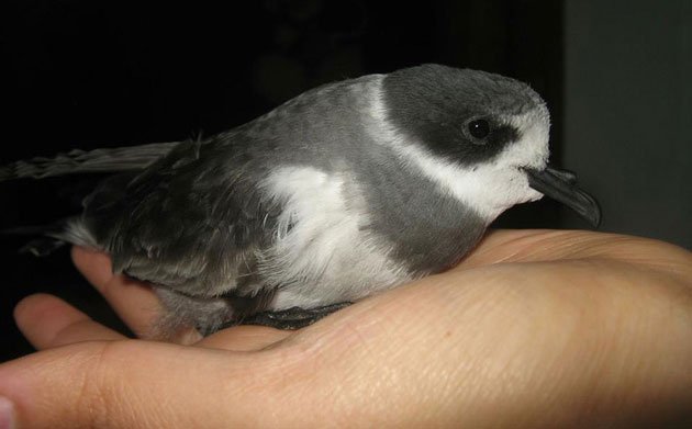 rescued Hornby's storm-Petrel