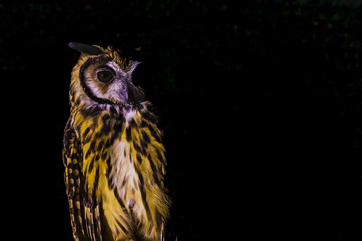 A medium sized, richly patterned owl in the darkness.