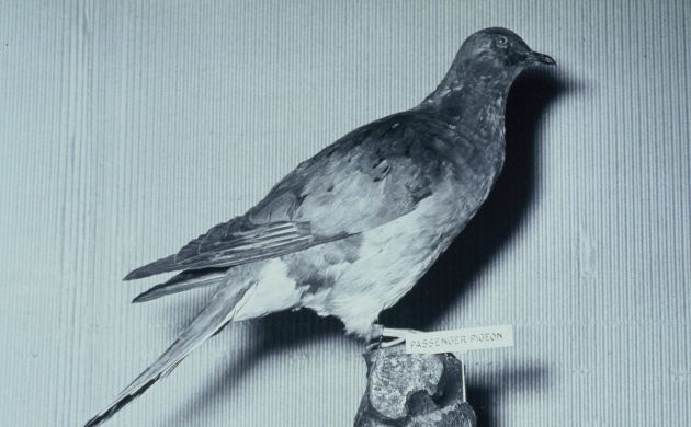 stuffed passenger pigeon