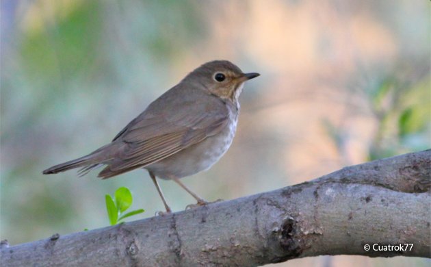 swainson's thrush