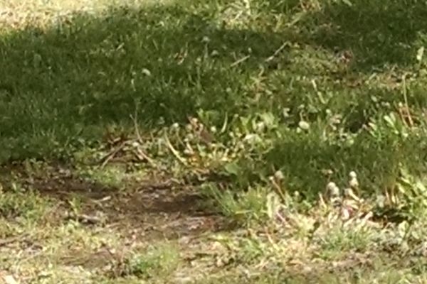 Very poor image of European goldfinch on grass