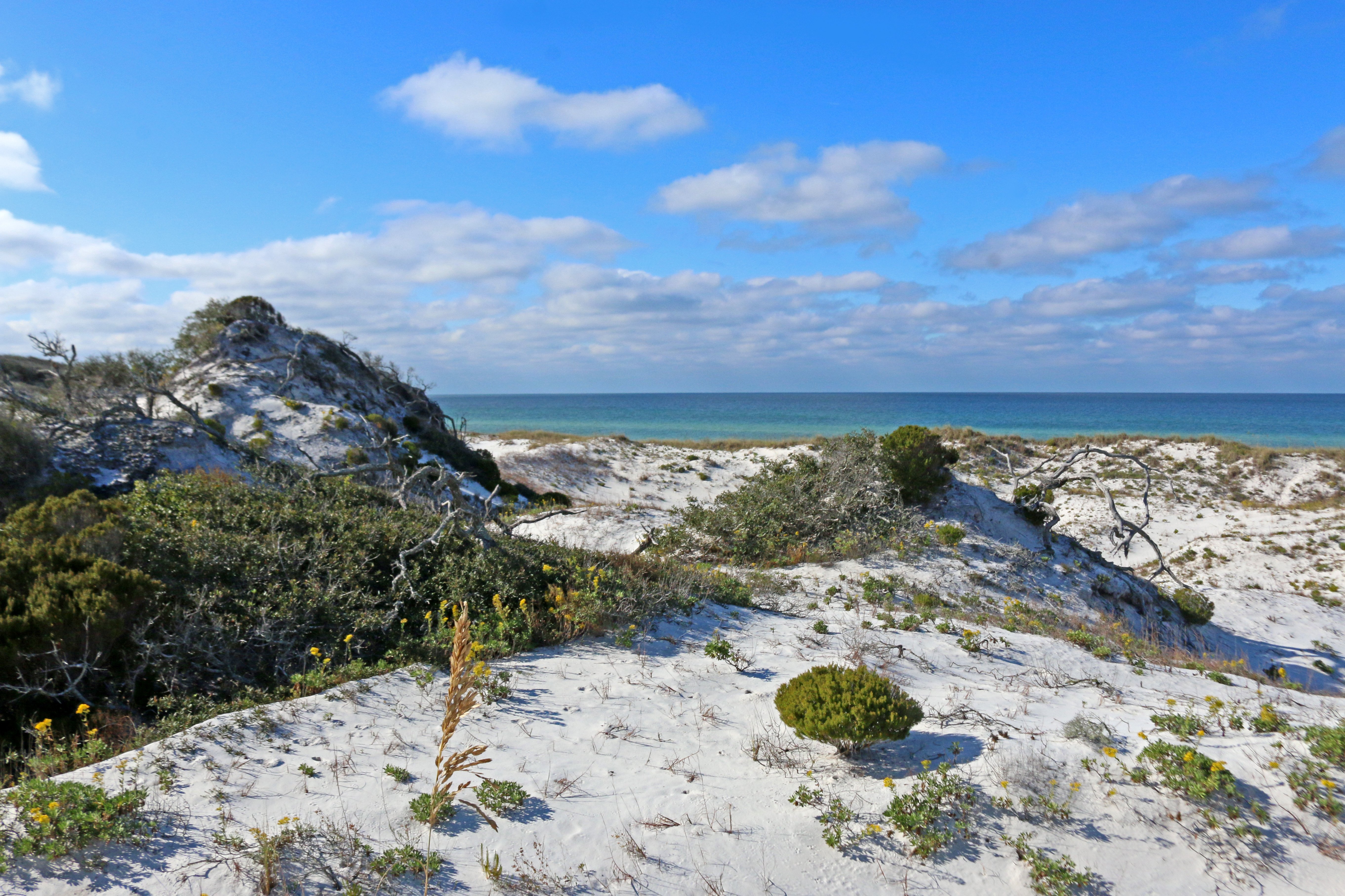 nature, birding, florida