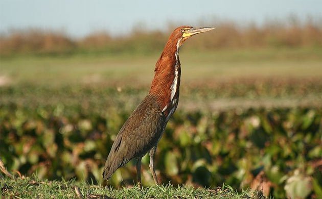 Rufescent Tiger Heron