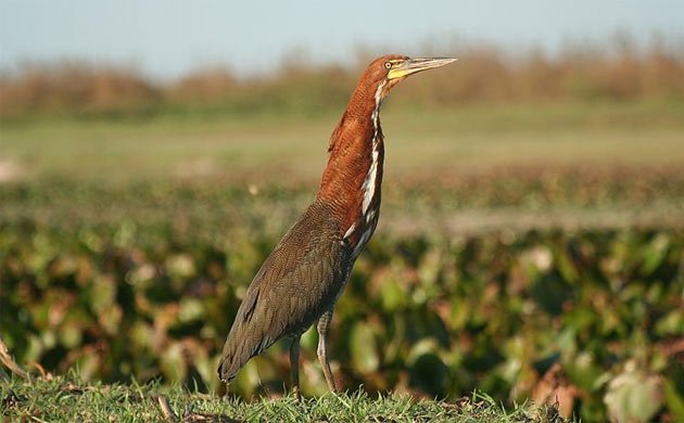 Rufescent Tiger Heron