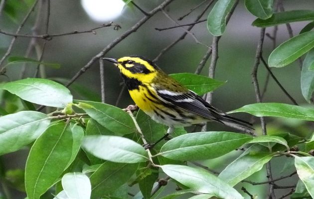 Animalstuffstore townsends-warbler-3 Yr Birding in Costa Rica- Coming Into the 2022 Residence Stretch – 10,000 Birds Bird  