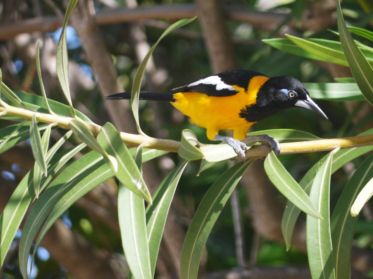 troupial, nature, bird, venezuela