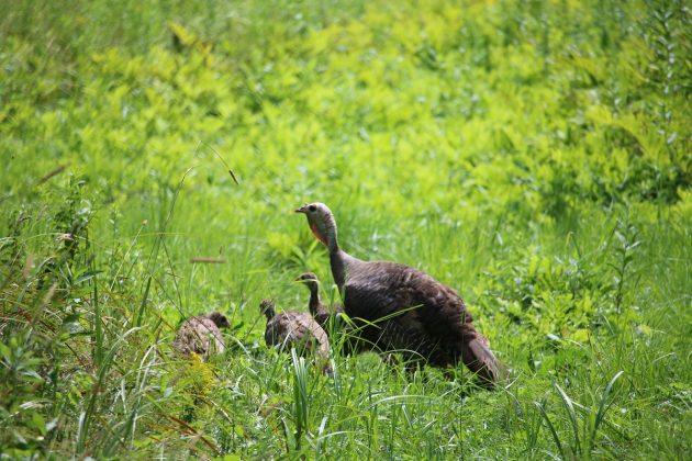 nature, turkey, bird, audubon