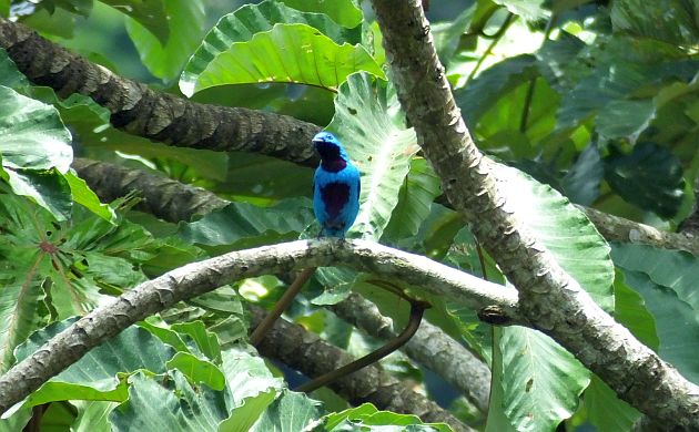 turquoise-cotinga