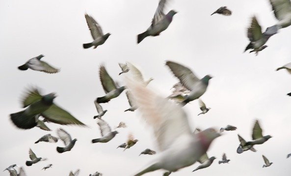 roller pigeons flying