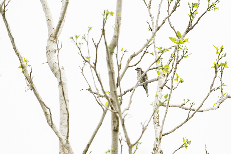 Animalstuffstore variegated-flycatcher-cropped-0719 Streaks, Variegations, and Pirates – 10,000 Birds Bird  