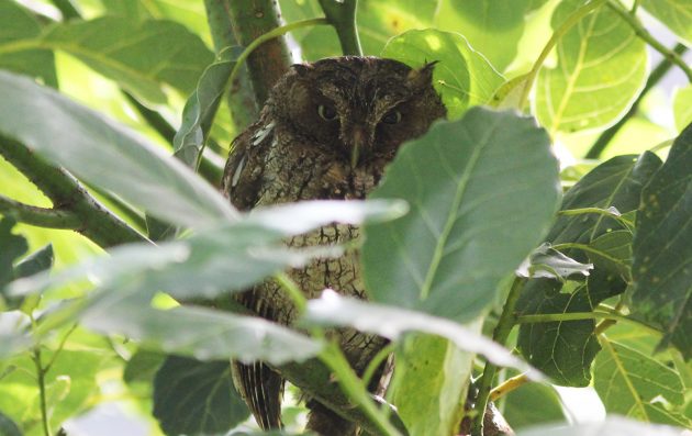 Vermiculated Screech Owl