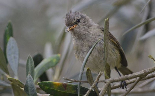 victor bustinza_Tyrannulet