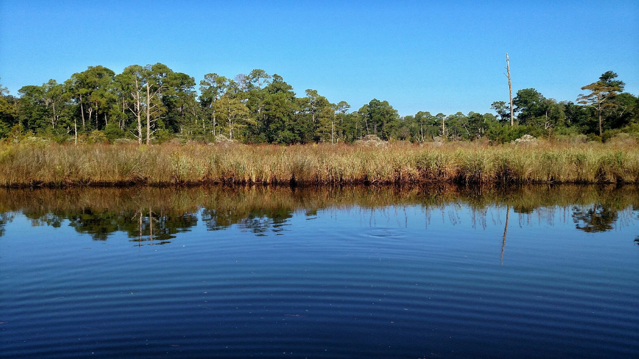 weeks bay, alabama, nature