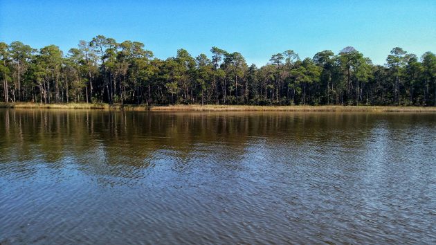 weeks bay, nature, landscape