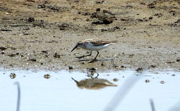 western-sandpiper