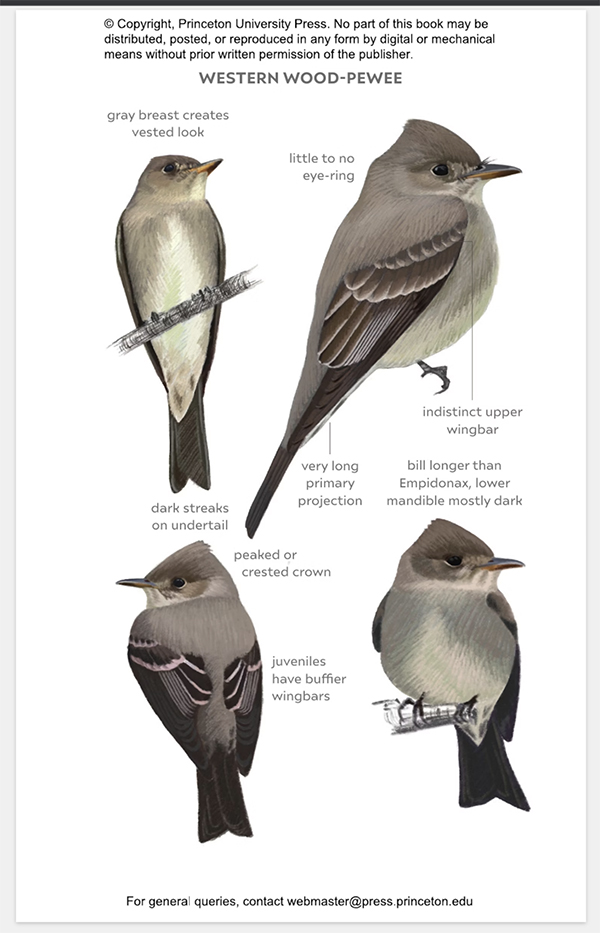 Animalstuffstore western-wood-pewee.600 Empidonax and Pewees–A Discipline Information Evaluation – 10,000 Birds Bird  