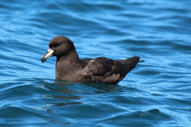 westland-petrel