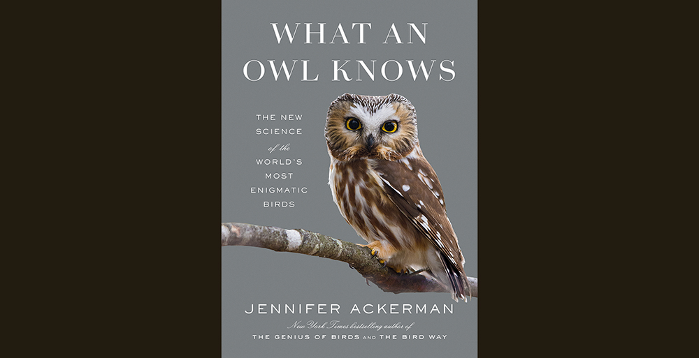 Finding Owl Pellets - Wonder-Filled Days