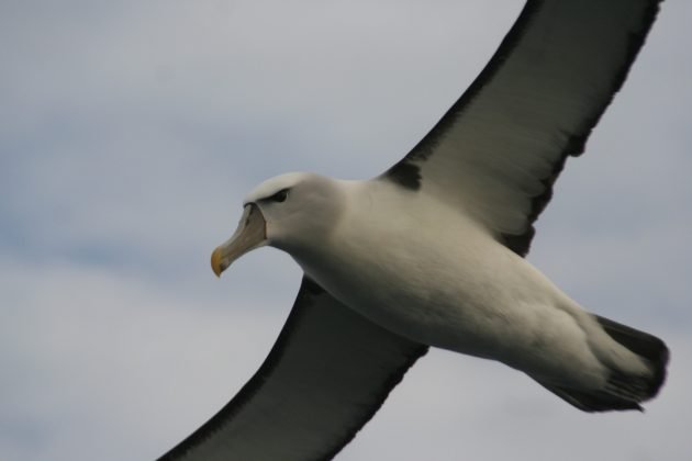 white-capped