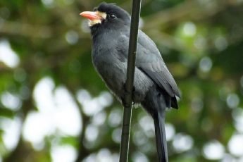 White-fronted Nunbird Costa Rica