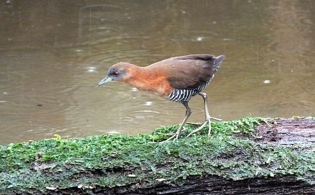 white-throated-crake