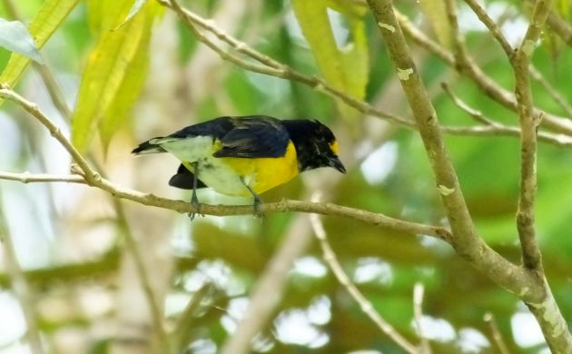 white-vented euphonia male