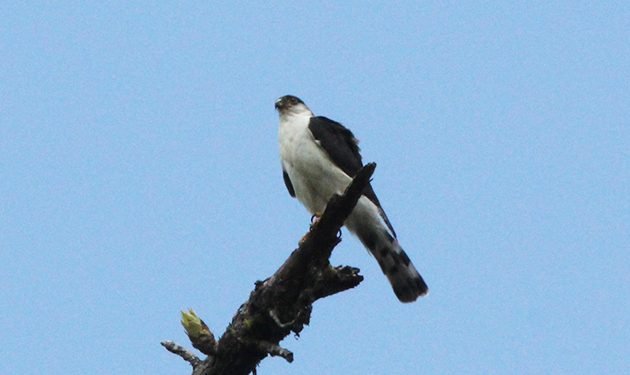 White-breasted Hawk