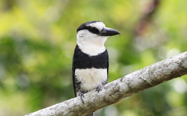 White-necked Puffbird