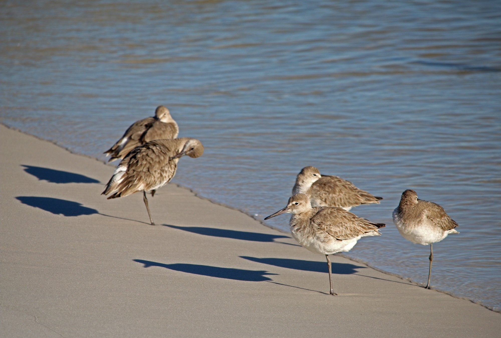 willets, nature, landscape, gbbc