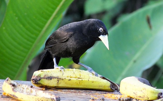 yellow-billed-cacique